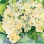 White Lilacs.jpg